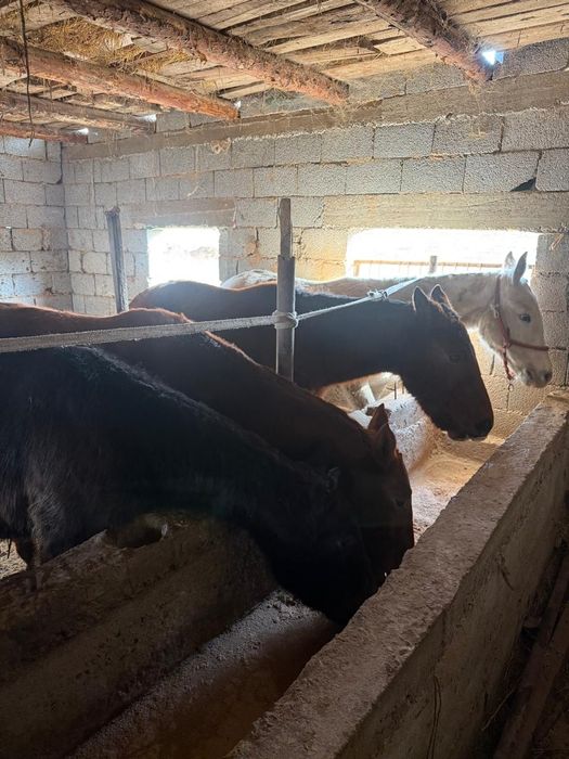 1.5 жасар тайлар