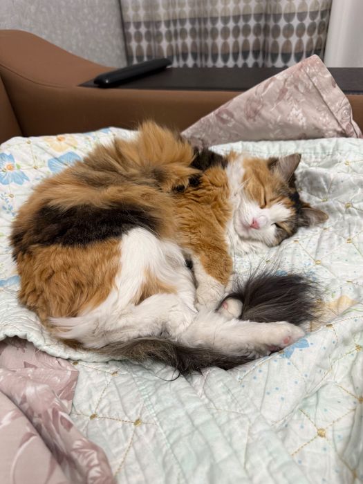 Трехцветная кошка