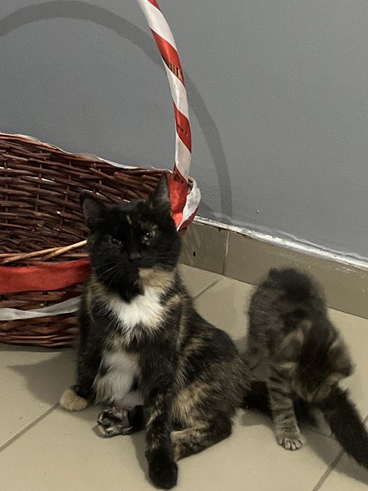 Кошка отдадим в добрые руки,