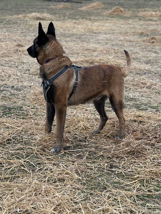 Mascul Ciobănesc Belgian Malinois