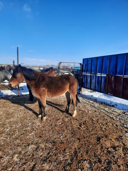 Кобылы продаются