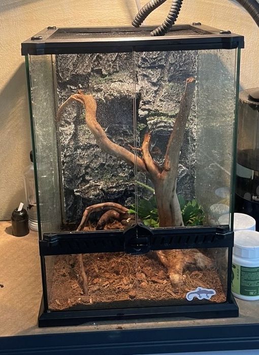 Хамелеон иеменский