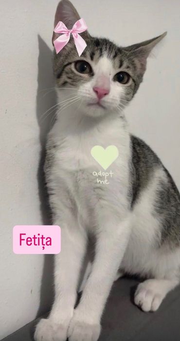 Pisicuțe pentru adopție