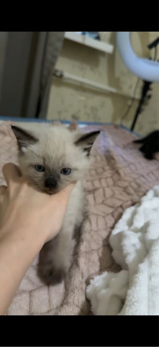Два очаровательных котёнка ищут дом