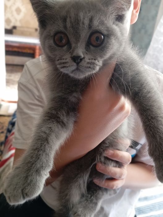 2 oyli qiz Scottish strayt  Fargʻona shahar