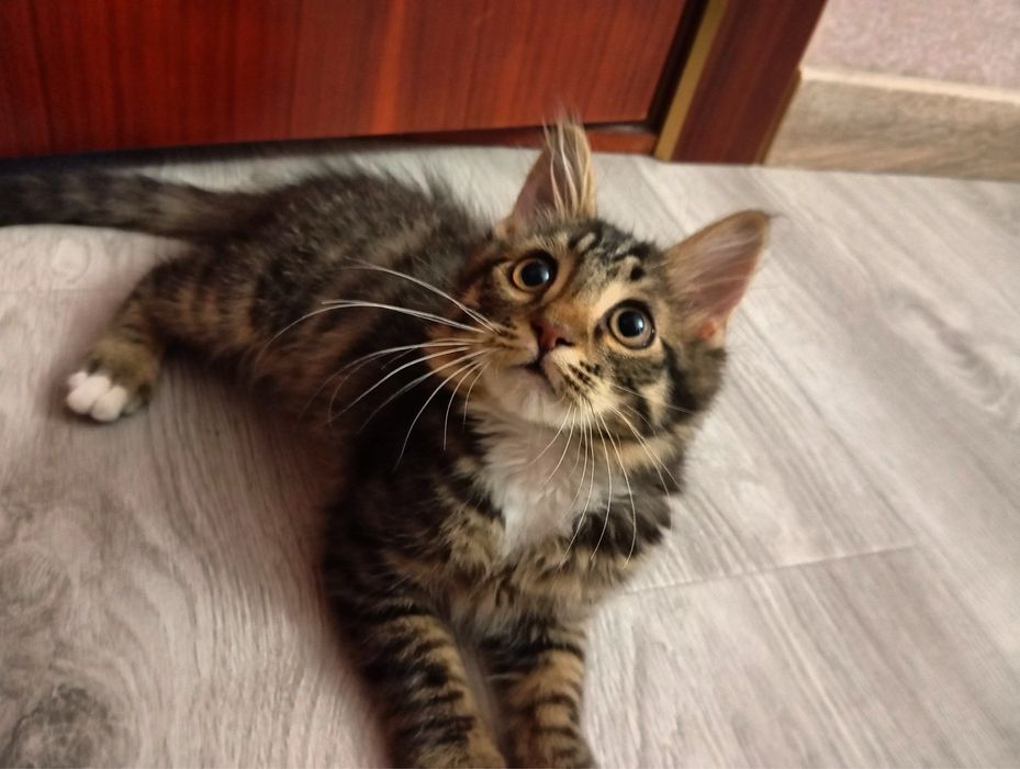 Продам котёнок 3 месяц, девочка)