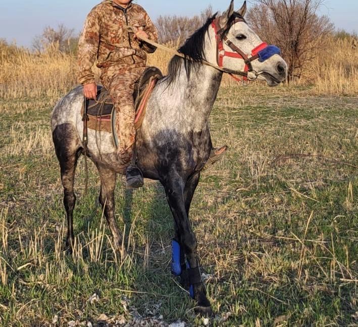 Жылқы сатылады Ақсуда жақсы мінгі