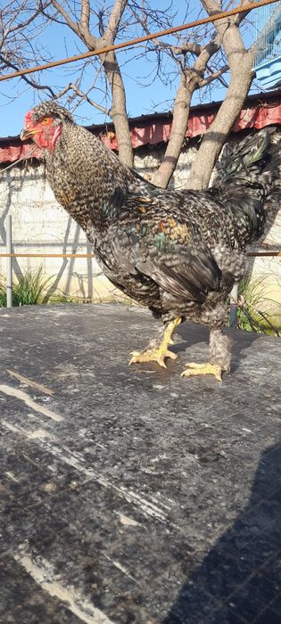 Cocos motat și încalț.