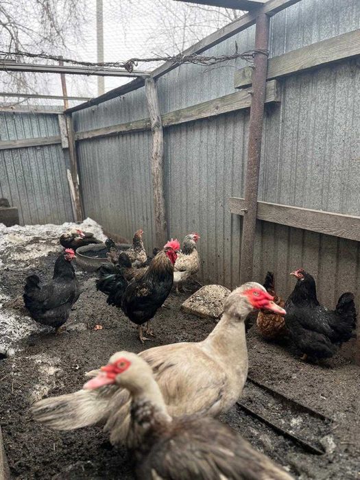 Продам домашних кур
