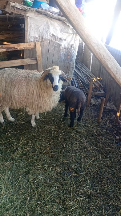 Oi tinere disponibile