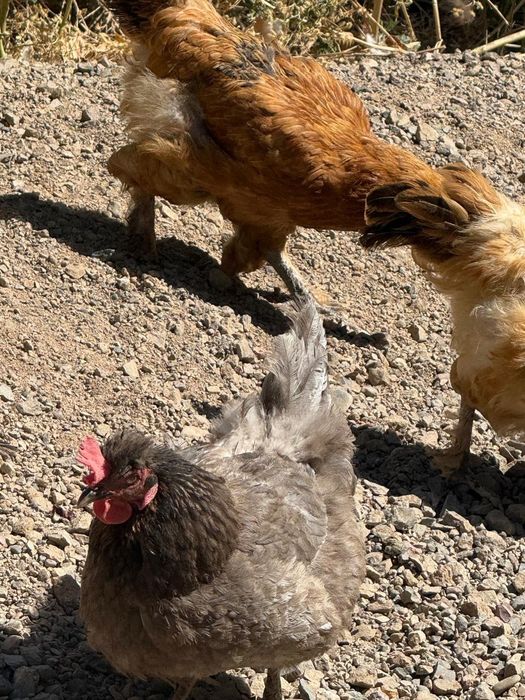 Продам кур молодые