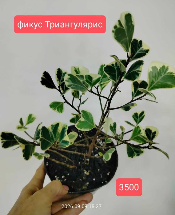 Продам комнатные  растения.