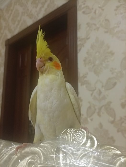 Ручная корелла лютино