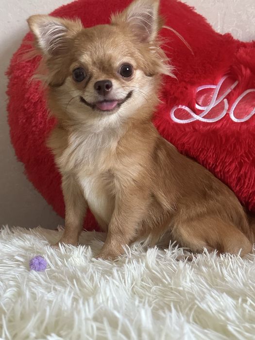 Шикарная. Девочка чихуахуа