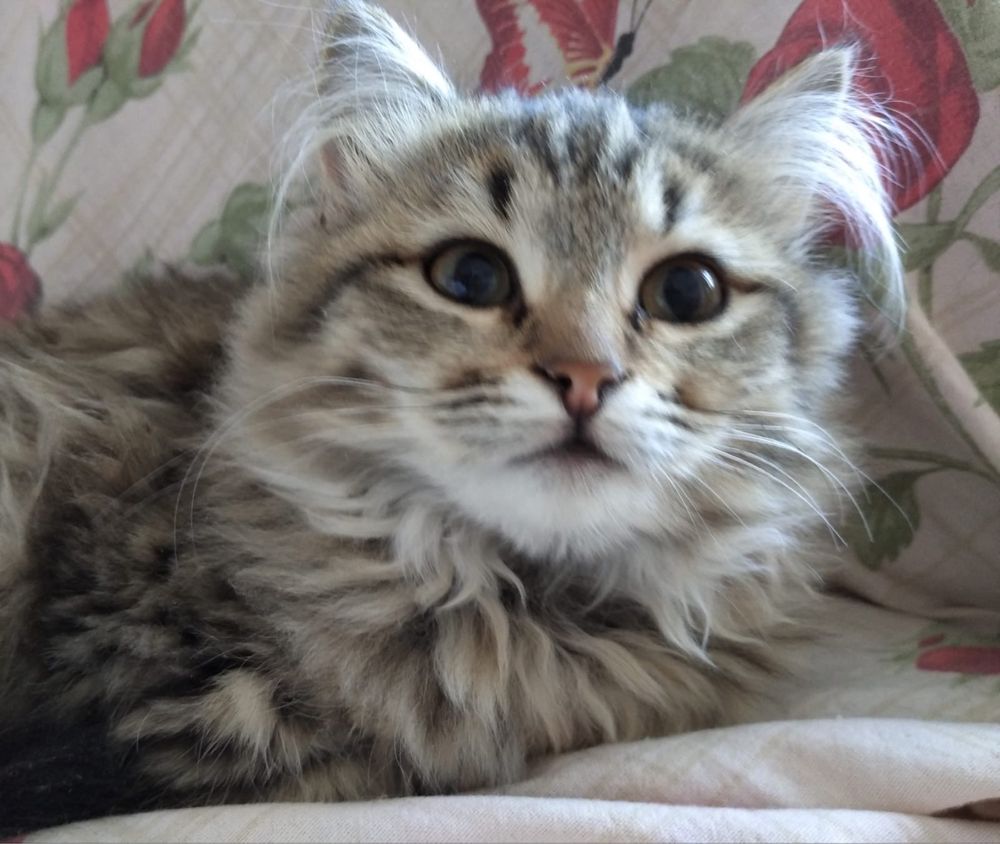 Котенок трехмесячный: Бесплатно - Кошки Алматы на Olx