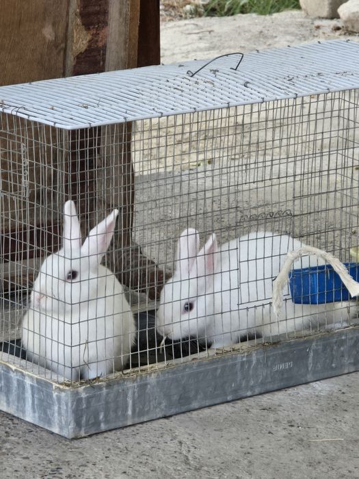 Oq rangli Quyonlar sotiladi.