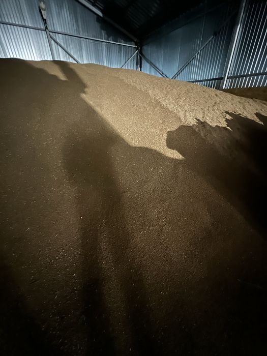 Vând sămanță de grâu