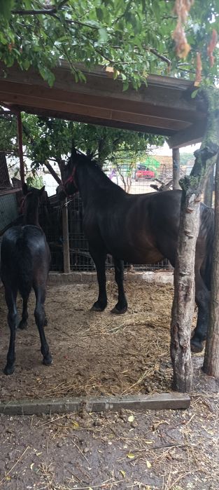 Vand iapa gestanta de 5 ani