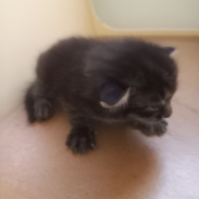 Вислоухий котёнок ещё месяц нету мальчик