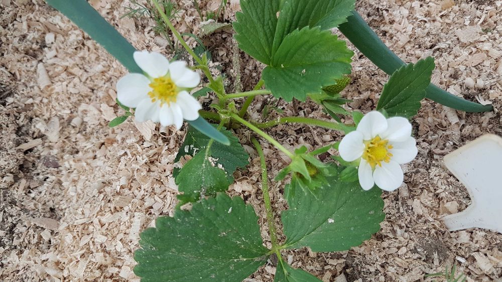 Продам опилки древесные