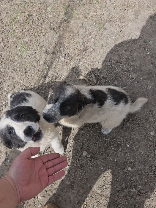 Щенки тобет ТОБЕТ күшік