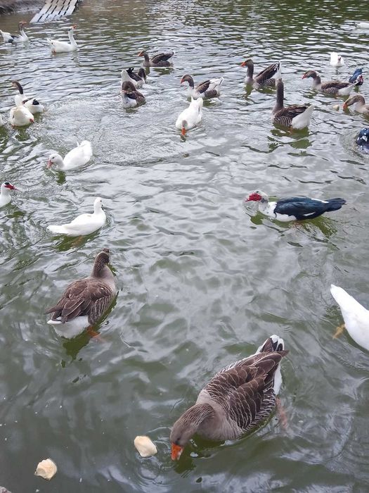 Продавам оплодени яйца от патици