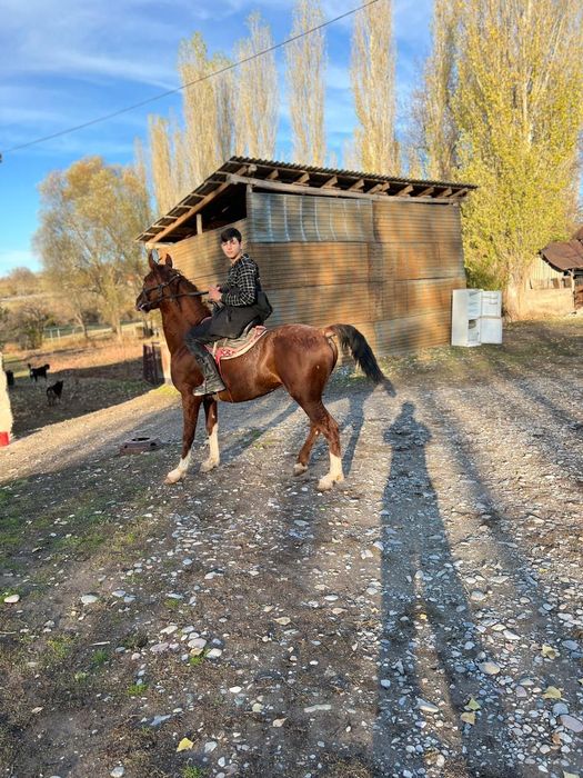 Лошадь 5жасар  вановкада тур