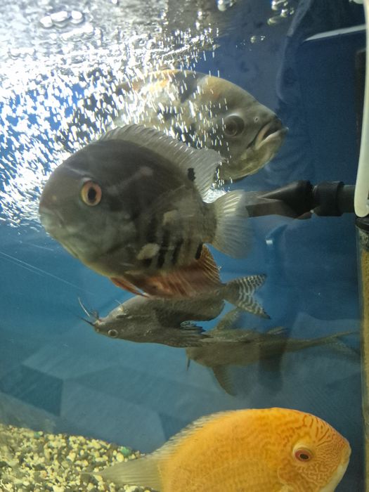 Продам астронотусов и северумов