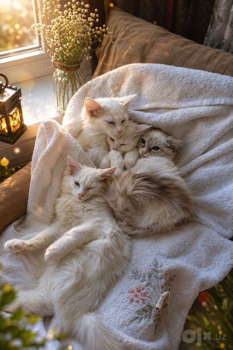 Котята турецкой онгоры