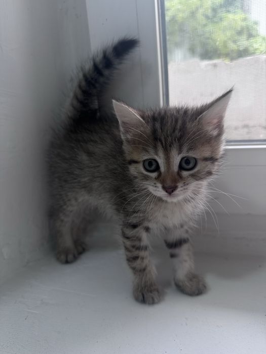 Отдам котят в добрые руки