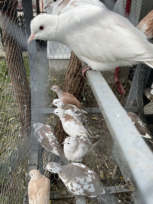 Vand turturele râzătoare