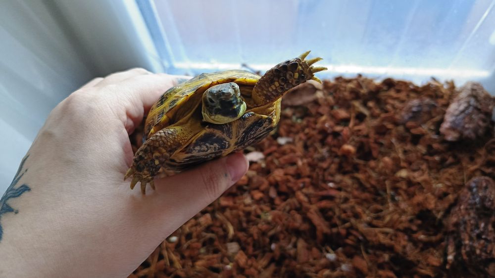 Продам черепаху сухопутную.