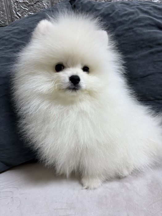 Продается щенок  белого шпица