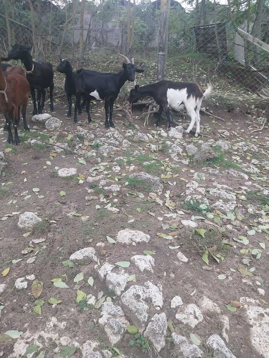 Млади млечни заплодени кози