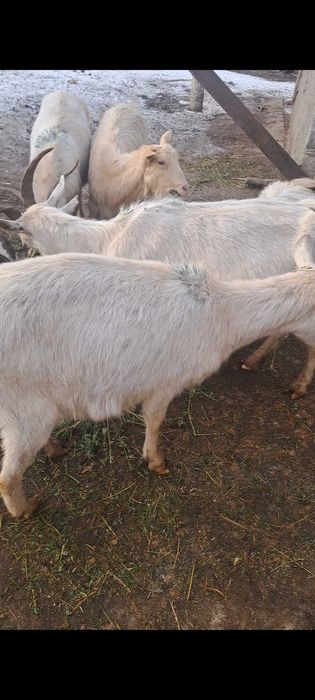 Capre gestante vand sau schimb