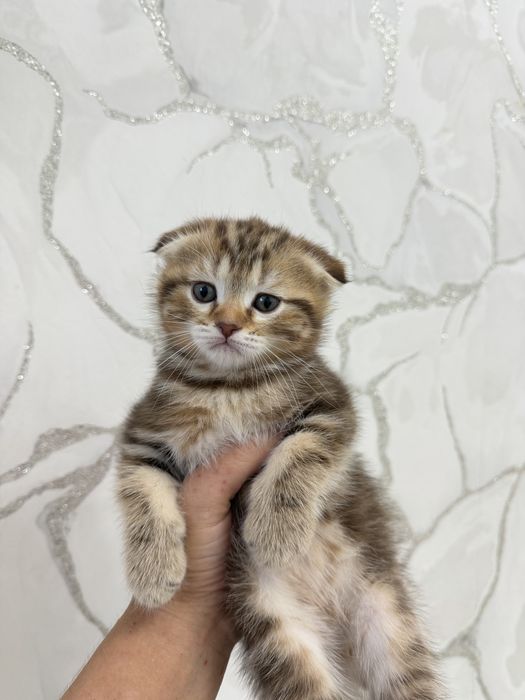 Продаются милые котята