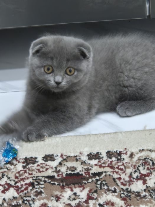 Кошка Зотли мушук