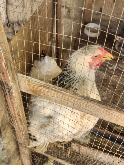 Brama tovuq (2ta)