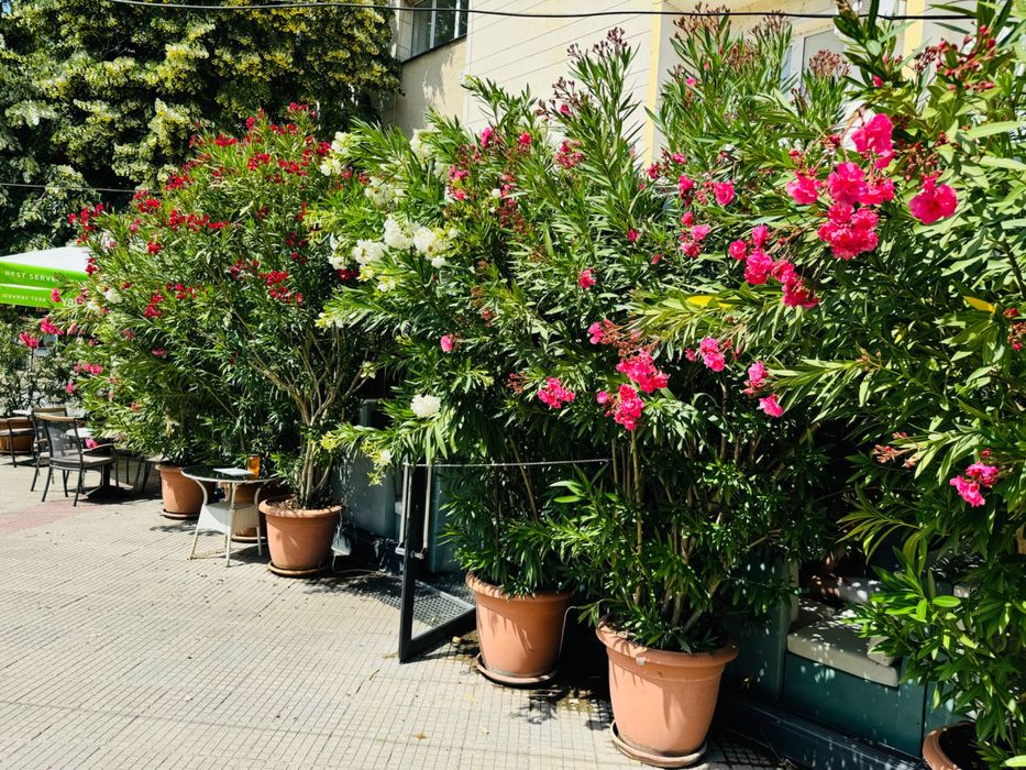 Продават се : Олеандър