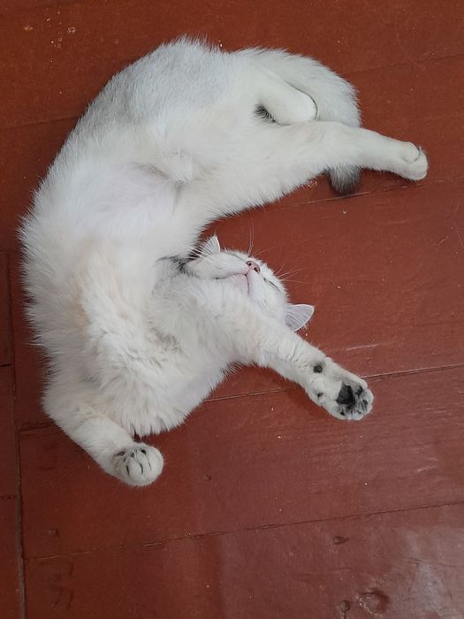 Британка девочка полтора годика не рожавшая