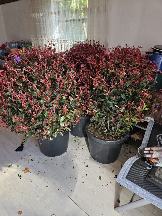 Laur bună photinia bonzai spirale yuca photinia