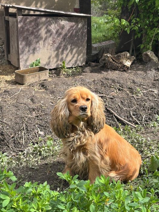 Спанель и ягтерер