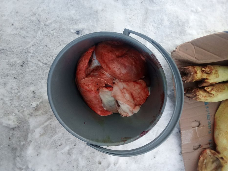 Мясо свинины свежие.