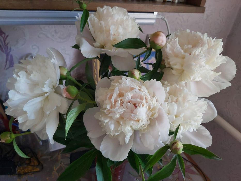 Продам саженцы пиона