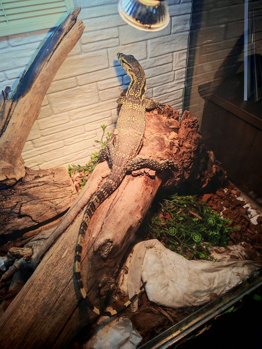 Варан  Сальватор