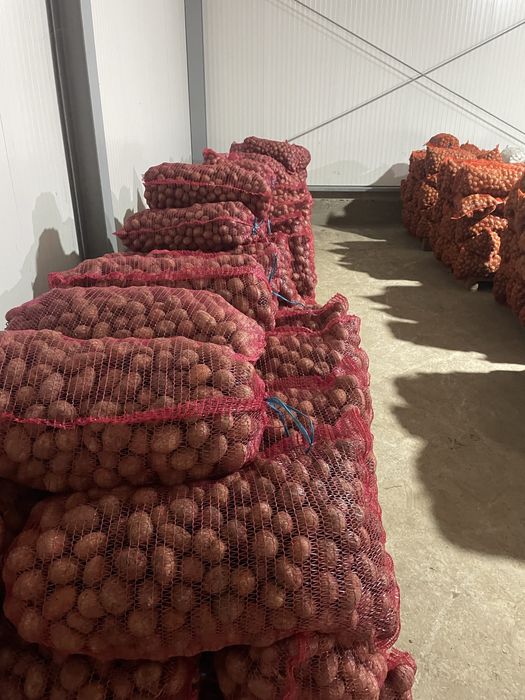 Cartofi SAMANTA Bella Rosa Marabell Secuiana Prada si animale