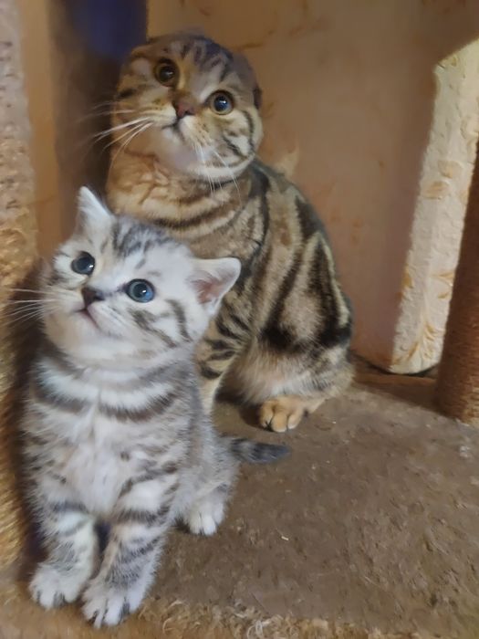 Шотландские котята