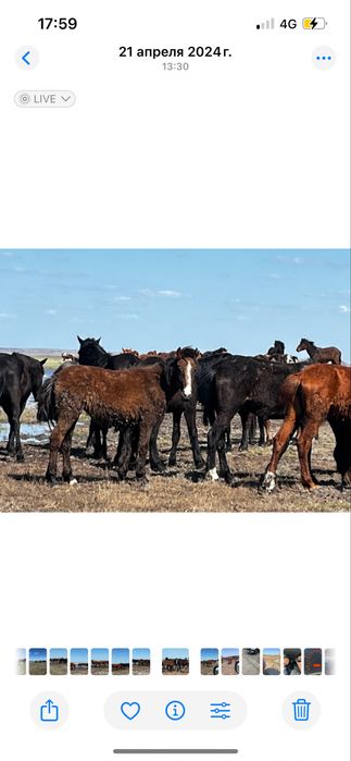 Продам лошадей Кобылу сжеребенком+Байтал