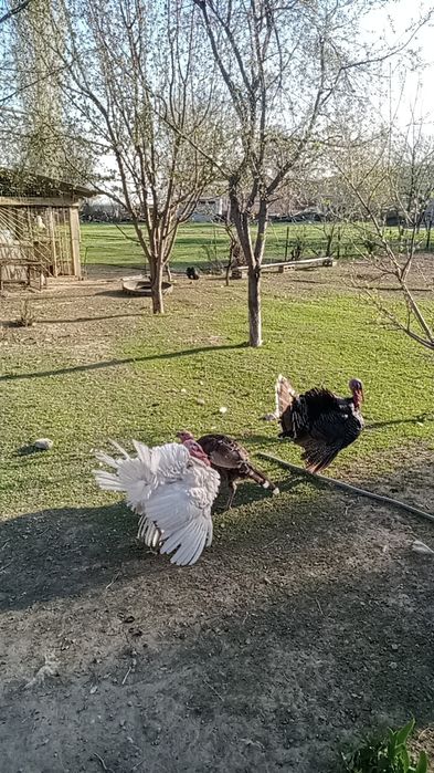 үндік. қораздары . сатылады