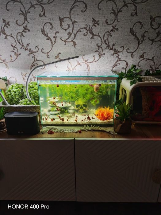 Аквариум с обитателями